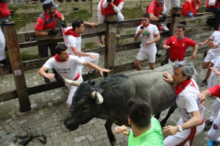 Un toro de José Escolar corre hacia la entrada del callejón mientras un corredor posa su mano en los lomos del animal. Un toro de José Escolar corre hacia la entrada del callejón mientras un corredor posa su mano en los lomos del animal.