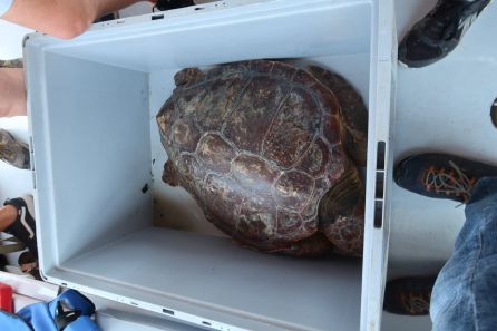 Imagen de una de las tortugas Imagen de una de las tortugas