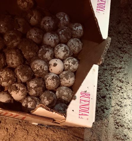 Los huevos de la tortuga recogidos por la policía Los huevos de la tortuga recogidos por la policía