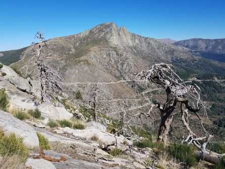 Estado actual de la senda de la Rubía, que fue pasto de las llamas en 2009. Al fondo, el Torozo Estado actual de la senda de la Rubía, que fue pasto de las llamas en 2009. Al fondo, el Torozo