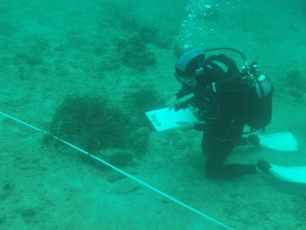 Litoral: Estudian las zonas de Formentera donde se genera más impacto sobre la posidonia Litoral: Estudian las zonas de Formentera donde se genera más impacto sobre la posidonia