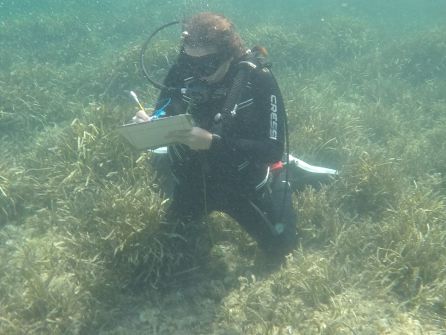 Litoral: Estudian las zonas de Formentera donde se genera más impacto sobre la posidonia Litoral: Estudian las zonas de Formentera donde se genera más impacto sobre la posidonia