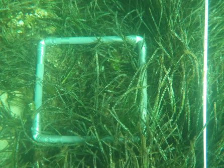 Litoral: Estudian las zonas de Formentera donde se genera más impacto sobre la posidonia Litoral: Estudian las zonas de Formentera donde se genera más impacto sobre la posidonia
