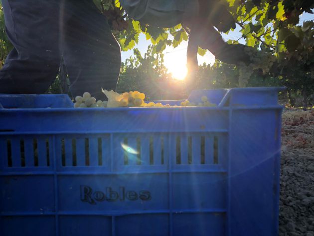 Vendimia de Bodegas Robles Vendimia de Bodegas Robles