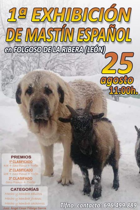 Cartel de la Primera Exhibición de Mastín Español Cartel de la Primera Exhibición de Mastín Español