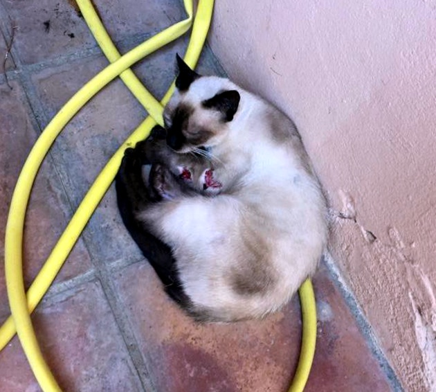 Investigan las trampas para gatos que han causado graves heridas a varios animales en un pueblo de Girona Investigan las trampas para gatos que han causado graves heridas a varios animales en un pueblo de Girona