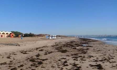 Las algas toman las playas del sur de Valencia Las algas toman las playas del sur de Valencia