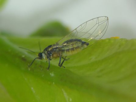 La Psila Africana de los cítricos, es una plaga regulada en la Unión Europea por la Directiva 2000-29, y es un importante vector de la bacteria que causa el Huanglongbing (HLB) La Psila Africana de los cítricos, es una plaga regulada en la Unión Europea por la Directiva 2000-29, y es un importante vector de la bacteria que causa el Huanglongbing (HLB)