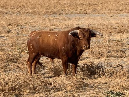 Uno de los toros, de la ganadería de Julio de la Puerta, para los espadas de la corrida del día 1 Uno de los toros, de la ganadería de Julio de la Puerta, para los espadas de la corrida del día 1