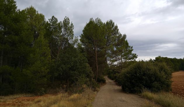 Rodean el paraje bosques de pino silvestre. Rodean el paraje bosques de pino silvestre.