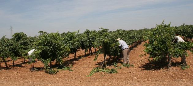 Comisiones Obreras denuncia las diferencias salariales entre provincias de Castilla-La Mancha en la campaña de la vendimia. Comisiones Obreras denuncia las diferencias salariales entre provincias de Castilla-La Mancha en la campaña de la vendimia.