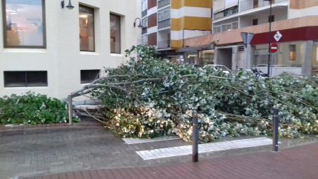 Lluvias: El temporal provoca caídas de árboles y deja embarcaciones varadas Lluvias: El temporal provoca caídas de árboles y deja embarcaciones varadas