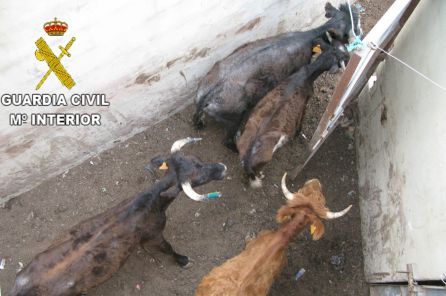 Investigado un hombre por maltrato animal en Sagunt Investigado un hombre por maltrato animal en Sagunt