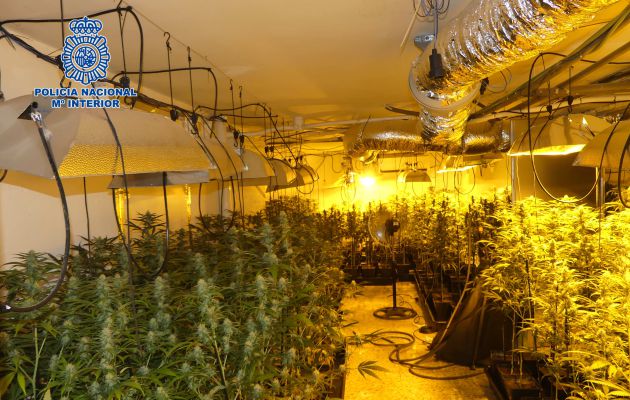 Desmantelado un cultivo de 804 plantas de marihuana en Nambroca Desmantelado un cultivo de 804 plantas de marihuana en Nambroca