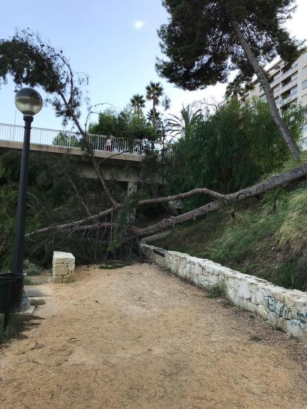 Pino caido por la lluvia y el viento en el cauce del rio Vinalopó Pino caido por la lluvia y el viento en el cauce del rio Vinalopó