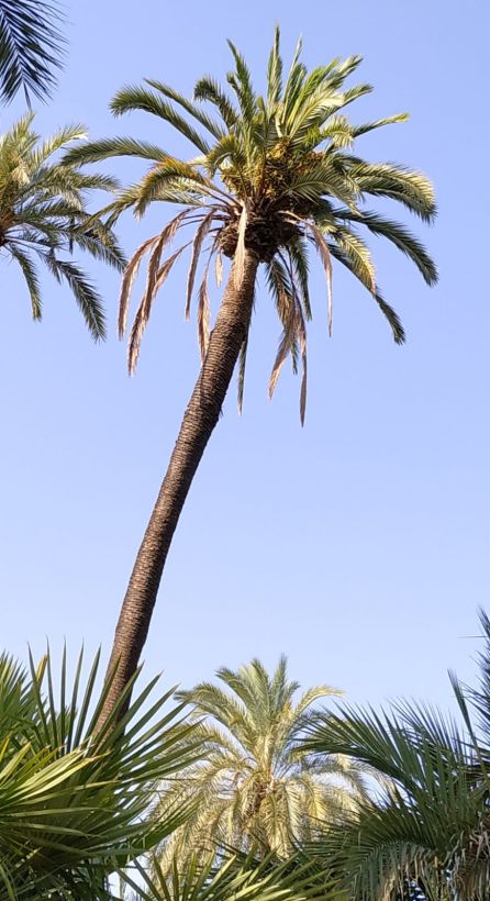 Los palmereros piden atención especial para las palmeras singulares Los palmereros piden atención especial para las palmeras singulares