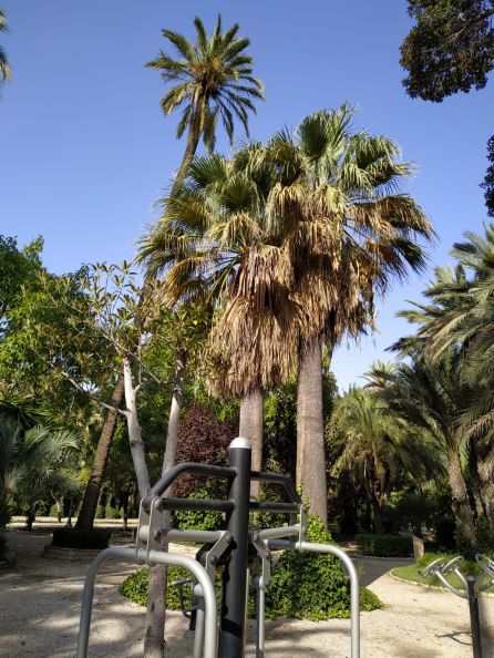 Los palmereros piden atención especial para las palmeras singulares Los palmereros piden atención especial para las palmeras singulares