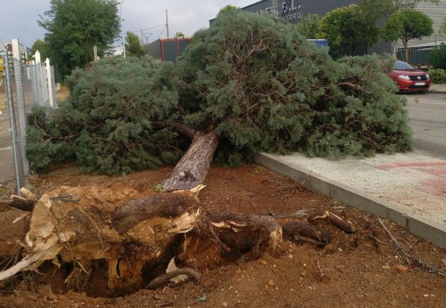 Árbol derribado por el viento y la lluvia en Valdepeñas Árbol derribado por el viento y la lluvia en Valdepeñas