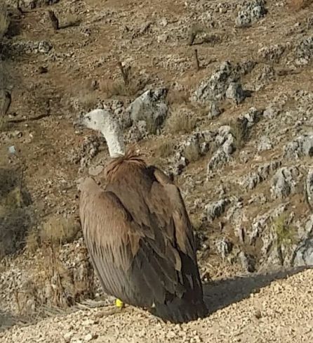 Uno de los buitres en la sierra de Pegalajar. Uno de los buitres en la sierra de Pegalajar.