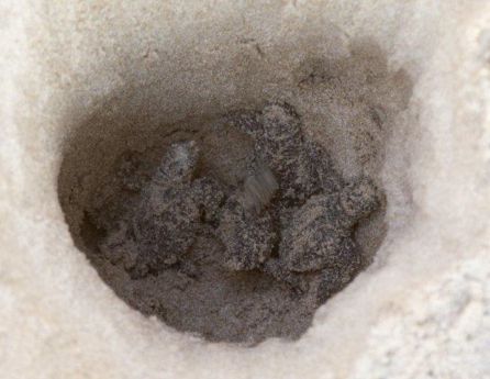 Nacimiento de tortugas boba en el Parador del Saler Nacimiento de tortugas boba en el Parador del Saler