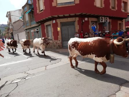 Los cabestros recogiendo a los toros a eso de las 14.45 horas Los cabestros recogiendo a los toros a eso de las 14.45 horas