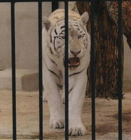 Detenida por tráfico de drogas una pareja que tenía un tigre albino como mascota Detenida por tráfico de drogas una pareja que tenía un tigre albino como mascota