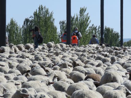 Paso del ganado por la Avenida del Campo de la Verdad Paso del ganado por la Avenida del Campo de la Verdad
