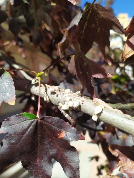 "Gran parte de los liquidambar de la ciudad están afectados por una plaga y no se tratan desde el Ayuntamiento" "Gran parte de los liquidambar de la ciudad están afectados por una plaga y no se tratan desde el Ayuntamiento"