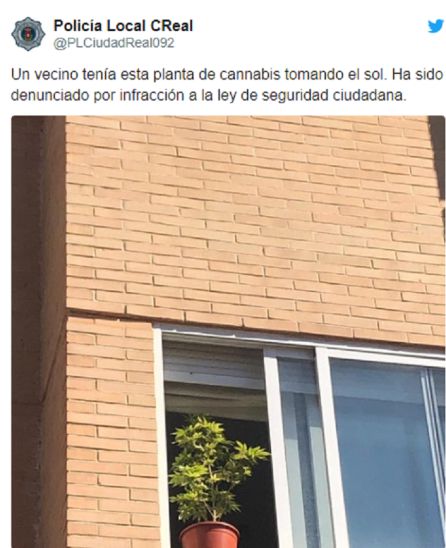 Denunciado por tener una planta de cannabis en la ventana Denunciado por tener una planta de cannabis en la ventana