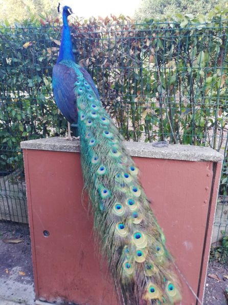 El pavo real este verano con el plumaje mudado El pavo real este verano con el plumaje mudado