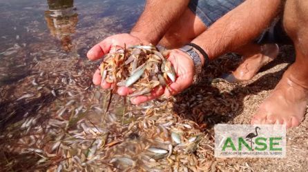 Pedro García: "Se están llevando contenedores con miles de peces muertos del Mar Menor" Pedro García: "Se están llevando contenedores con miles de peces muertos del Mar Menor"