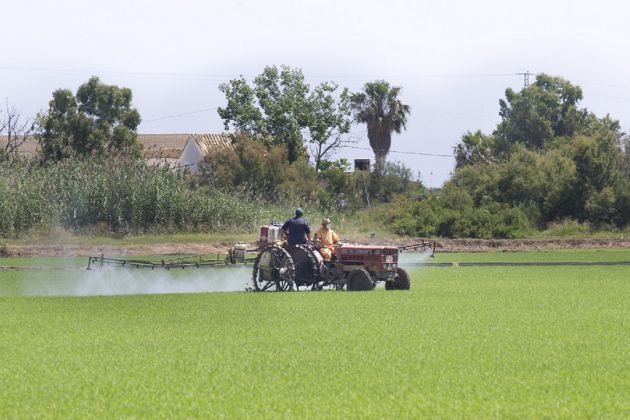 Agricultores trabajando en un campo de arrozal de la Albufera de València Agricultores trabajando en un campo de arrozal de la Albufera de València