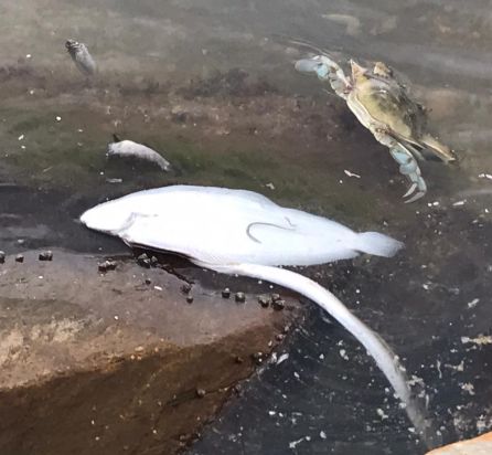"Esto ya es un mar muerto" "Esto ya es un mar muerto"