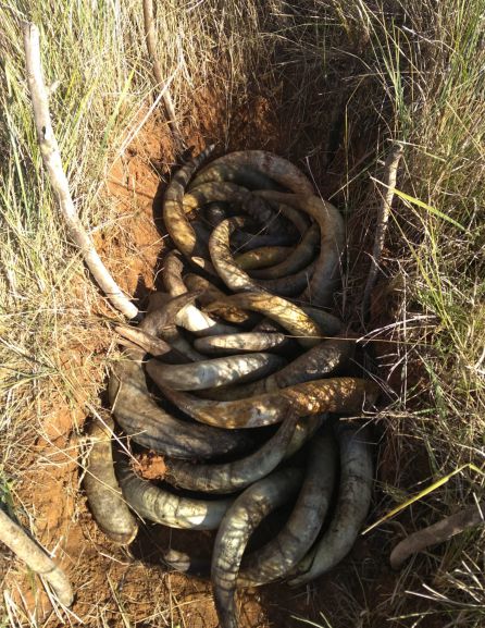 El preparado 500 lleva boñiga de vaca con la que se rellenan unos cuernos también de vacuno que posteriormente se entierran. El preparado 500 lleva boñiga de vaca con la que se rellenan unos cuernos también de vacuno que posteriormente se entierran.