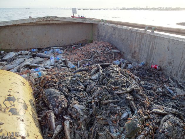 Miles de ejemplares muertos de fauna marina son recogidos de las orillas de las playas de San Pedro del Pinatar Miles de ejemplares muertos de fauna marina son recogidos de las orillas de las playas de San Pedro del Pinatar