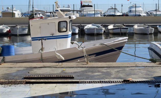 Frente a la puerta de la lonja de pescado de San Pedro del Pinatar, una garceta intenta colarse para 'robar' pescado. Frente a la puerta de la lonja de pescado de San Pedro del Pinatar, una garceta intenta colarse para 'robar' pescado.