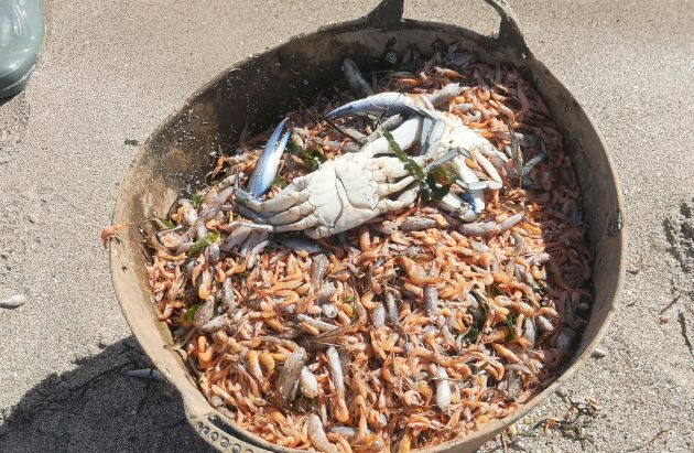 En los últimos días se han llegado a retirar hasta tres toneladas de peces muertos y otras especies propias del Mar Menor. En los últimos días se han llegado a retirar hasta tres toneladas de peces muertos y otras especies propias del Mar Menor.
