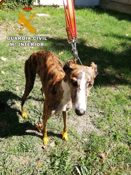 Uno de los galgos utilizados para la caza furtiva Uno de los galgos utilizados para la caza furtiva
