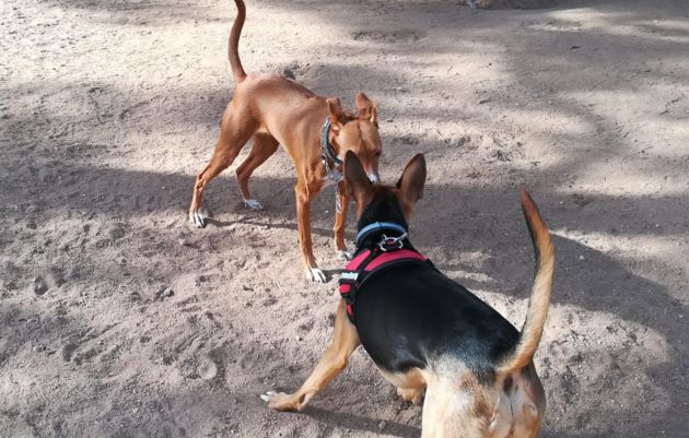 Jara en el espacio canino, haciendo amistad con otro perro Jara en el espacio canino, haciendo amistad con otro perro