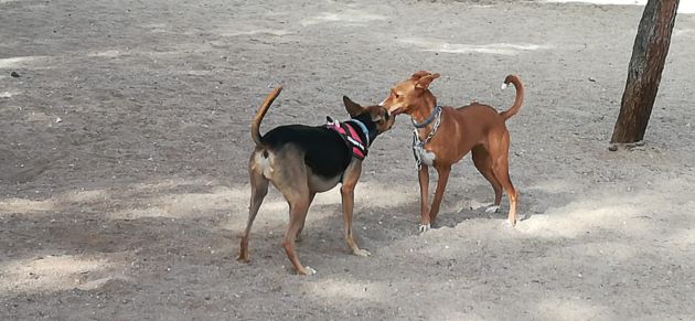 Paseando con mi perro por Ciudad Real Paseando con mi perro por Ciudad Real