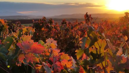 La D.O. Bierzo hace historia y aprueba la clasificación del viñedo por "unidades geográficas menores" La D.O. Bierzo hace historia y aprueba la clasificación del viñedo por "unidades geográficas menores"