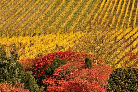 La D.O. Bierzo hace historia y aprueba la clasificación del viñedo por "unidades geográficas menores" La D.O. Bierzo hace historia y aprueba la clasificación del viñedo por "unidades geográficas menores"