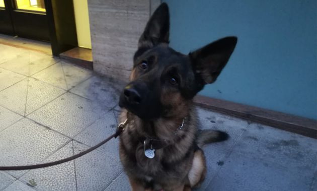 El dueño de 'Uno' paseando por la calle Ciruela, nos contaba que su pastor alemán es un perro muy obediente. El dueño de 'Uno' paseando por la calle Ciruela, nos contaba que su pastor alemán es un perro muy obediente.