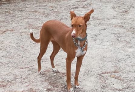 Jara, paseando 'suelta' por el espacio canino del Parque del Pilar Jara, paseando 'suelta' por el espacio canino del Parque del Pilar