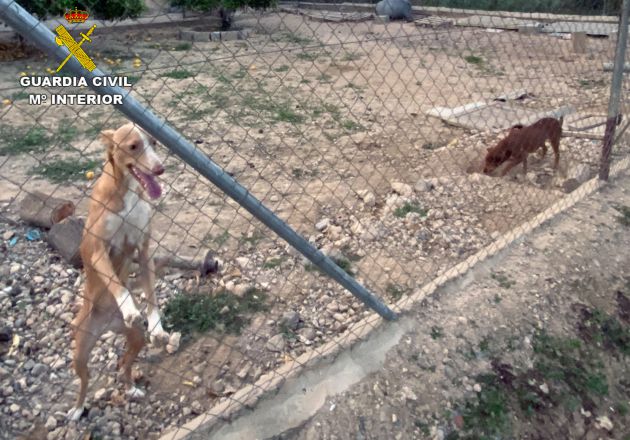 La Guardia Civil recuerda que el abandono y maltrato animal está penado en el vigente Código Penal. La Guardia Civil recuerda que el abandono y maltrato animal está penado en el vigente Código Penal.