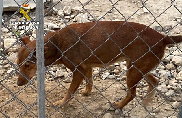 Las pesquisas practicadas permitieron localizar a este vecino de Alhama de Murcia, de 85 años, que se encontraba, presuntamente, tras la autoría de los hechos de maltrato animal investigados. Las pesquisas practicadas permitieron localizar a este vecino de Alhama de Murcia, de 85 años, que se encontraba, presuntamente, tras la autoría de los hechos de maltrato animal investigados.
