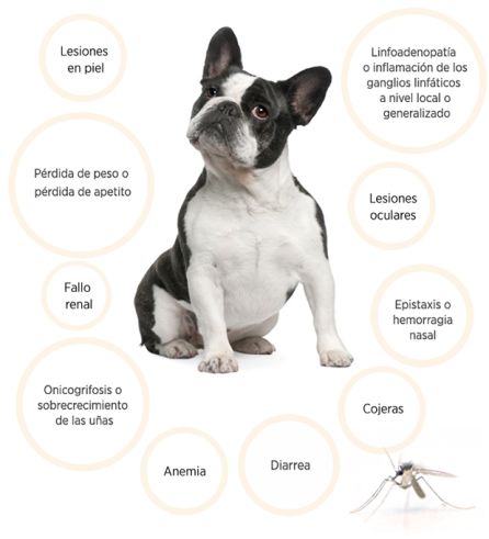 Síntomas de la Leishmaniasis canina Síntomas de la Leishmaniasis canina