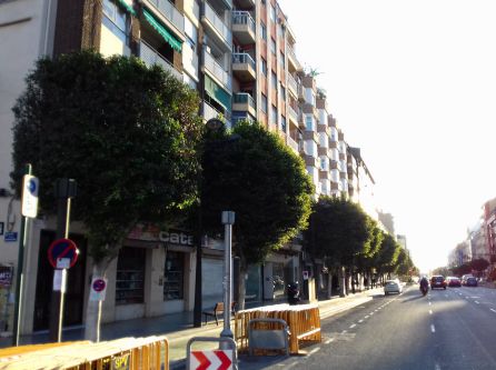 Los trabajos de poda en la Avenida del Puerto de València se prolongarán hasta principios del próximo mes de enero Los trabajos de poda en la Avenida del Puerto de València se prolongarán hasta principios del próximo mes de enero