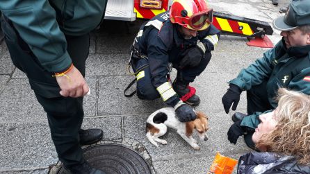 Los bomberos rescatan un perro que llevaba seis días en un tejado en Villafranca del Bierzo Los bomberos rescatan un perro que llevaba seis días en un tejado en Villafranca del Bierzo