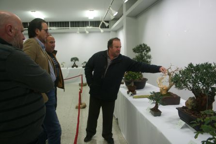 Exposición de bonsáis Exposición de bonsáis